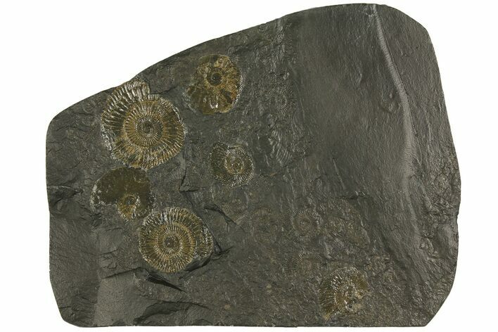 Dactylioceras Ammonite Cluster - Posidonia Shale, Germany #180328